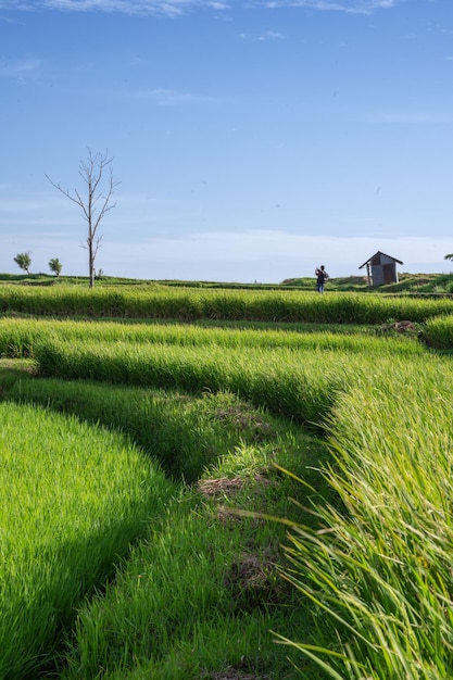 Rijstveld Landschap in mooie dag en lucht