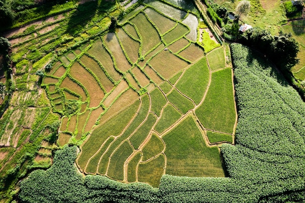 Rijstveld, Luchtfoto van rijstvelden