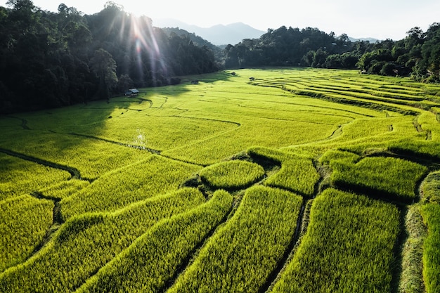 Rijstveld, Luchtfoto van rijstvelden