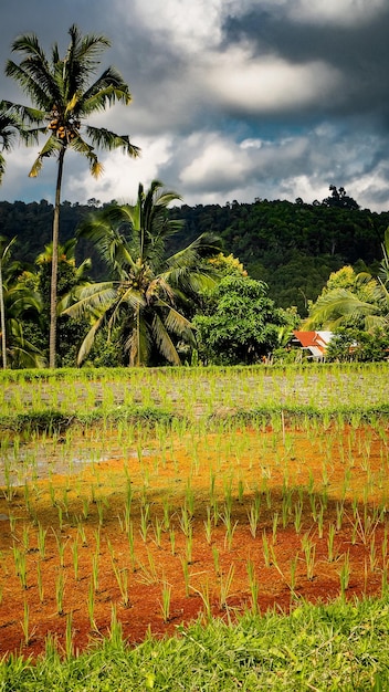 Rijstveld met een schuilplaats voor junglebos in Munduk, Bali