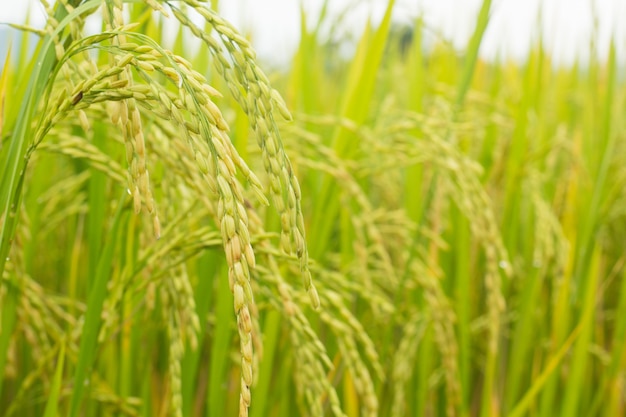 Rijstveld padie rijst in veld