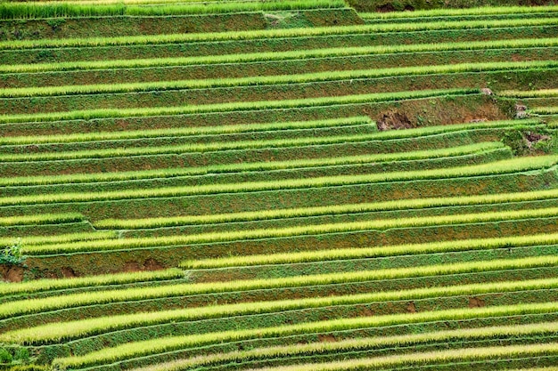 Rijstveld terrasvormige kromme op berg