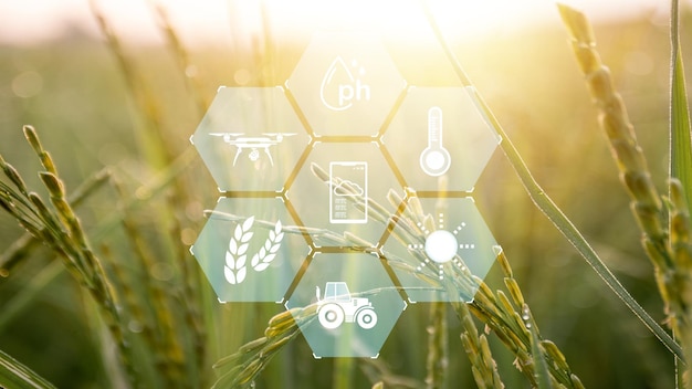 rijstveld van groen gras met een zeshoekig patroon