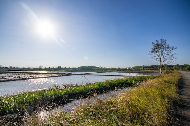 rijstveld