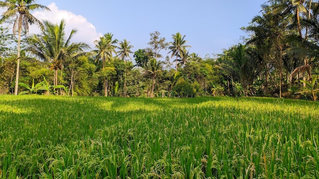 rijstveldbehang in Indonesië