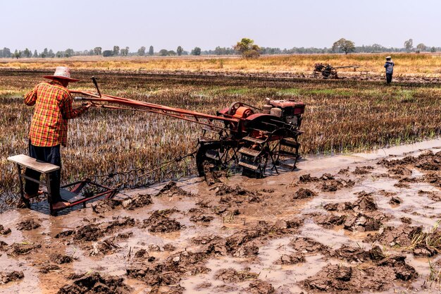 Rijstvelden die zijn geoogst en zich voorbereiden op de volgende rijstplant