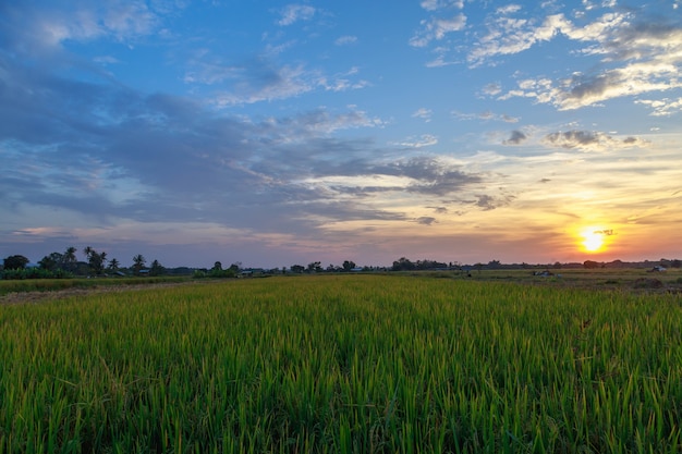 Rijstvelden en zonsonderganghemel