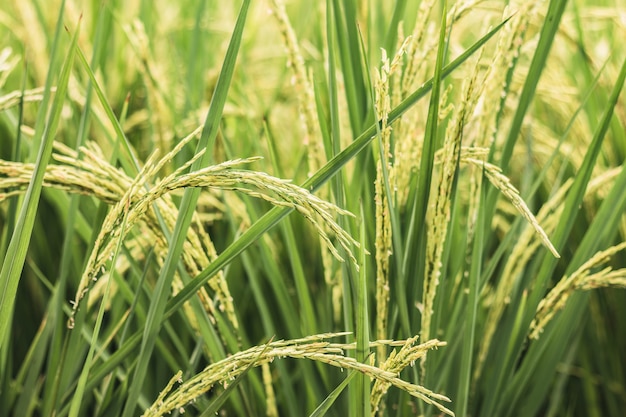 Rijstvelden in de natuur