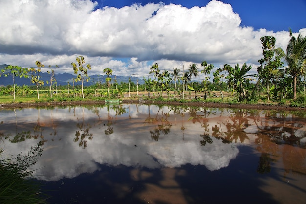 Rijstvelden in dorp van Indonesië, Java