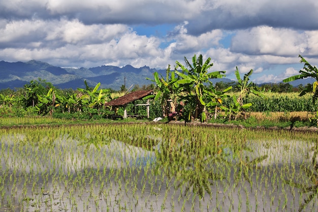 Rijstvelden in dorp van Indonesië