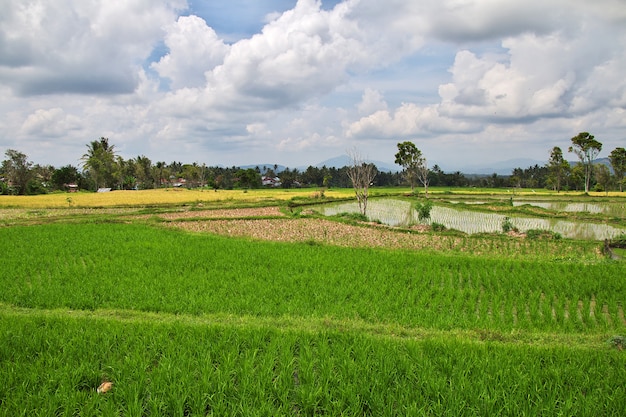 Rijstvelden in het kleine dorp van Indonesië