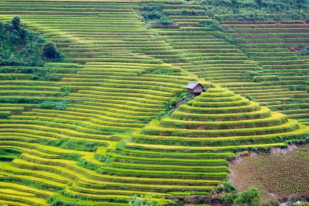 Rijstvelden in Noordwest-Vietnam.