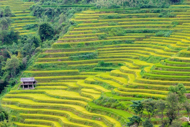 Rijstvelden in Noordwest-Vietnam.