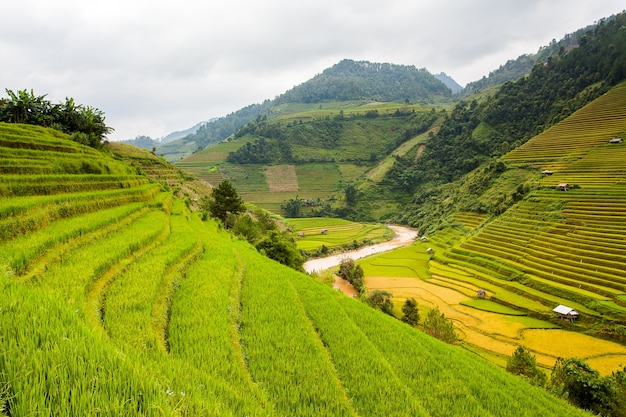 Rijstvelden in noordwest-vietnam