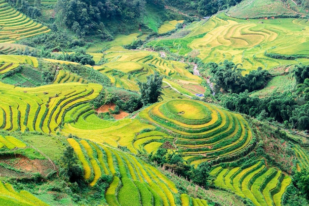 Rijstvelden in noordwest-vietnam