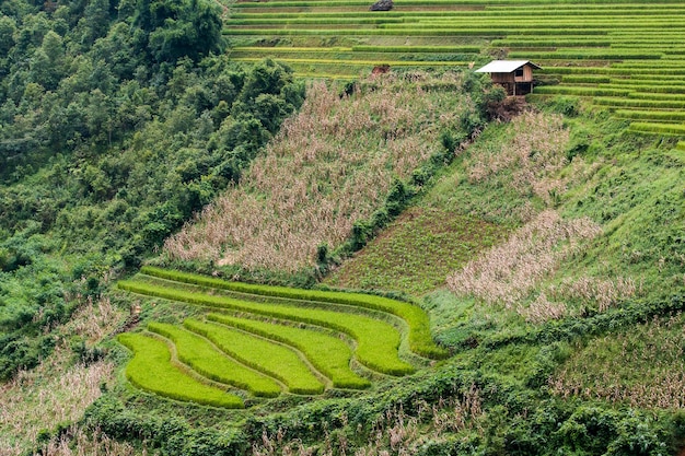 Rijstvelden in Noordwest-Vietnam