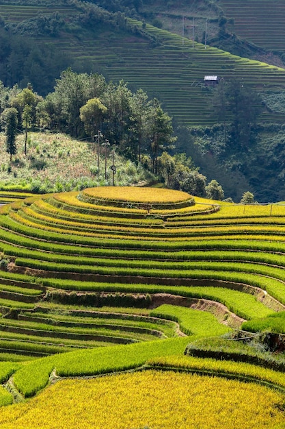 Rijstvelden in Noordwest-Vietnam