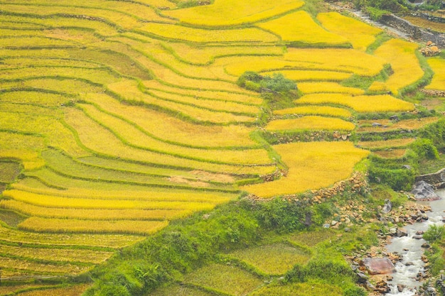 Foto rijstvelden op terrassen van mu cang chai yenbai vietnam rijstvelden bereiden de oogst voor in de landschappen van noordwest-vietnam vietnam