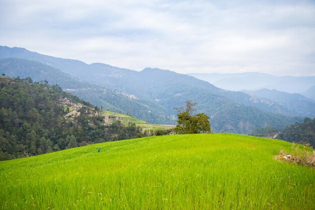 Rijstvelden van Himalaya Nepal in Doti