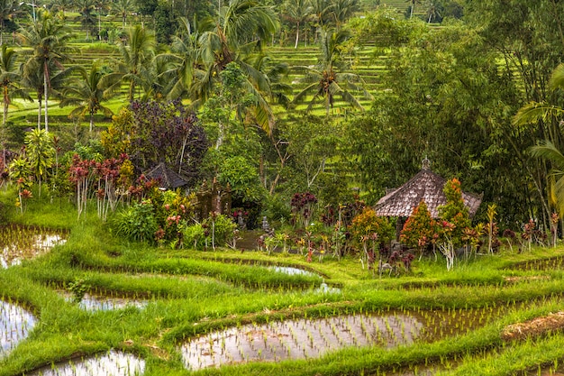 Rijstvelden van jatiluwih in het zuidoosten van bali