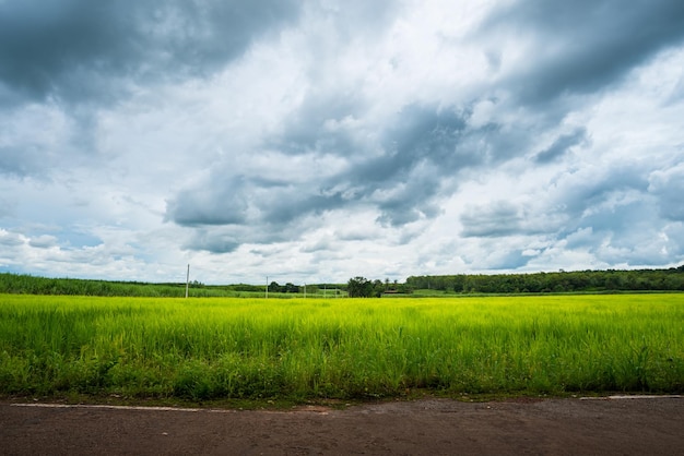 Rijstveldlandschap ochtend zonsopgang of dag zomerlicht