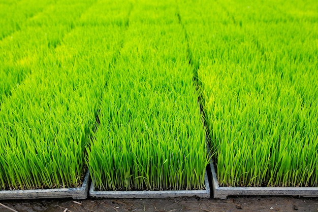 Rijstzaailingen in het veld klaar om in Thailand te worden geplant