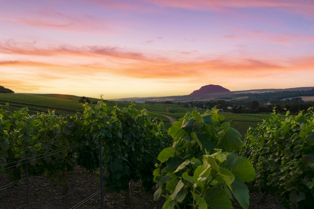 Rijwijnstokdruif in champagnewijngaarden bij montagne de reims reims frankrijk