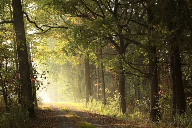 Rijzende zon verlicht de eikenbladeren aan de bomen in het herfstbos