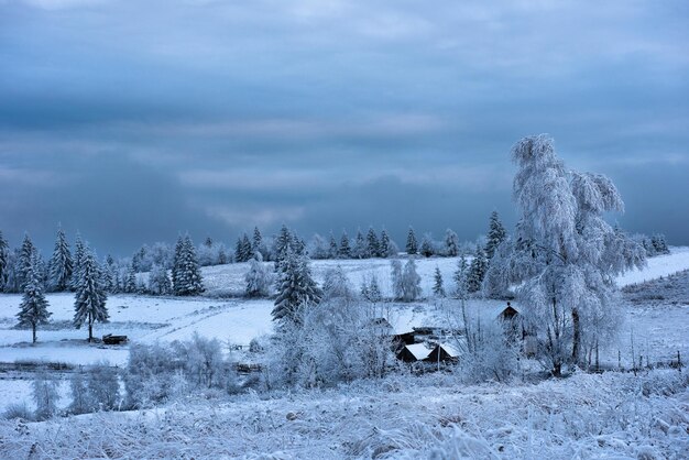 Rime hoarfrost and snow on birch tree branches Winter landscape