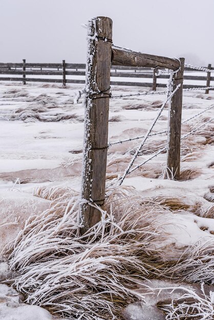 Rime gelo di ghiaccio che copre i pali del recinto di filo spinato nella campagna del saskatchewan