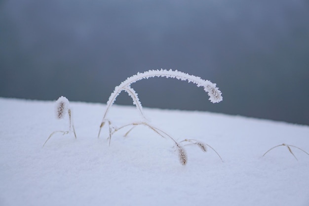 Foto rime a jilinchina