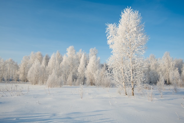 Rime on trees