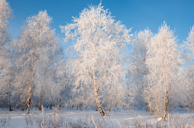 樹上の樹氷