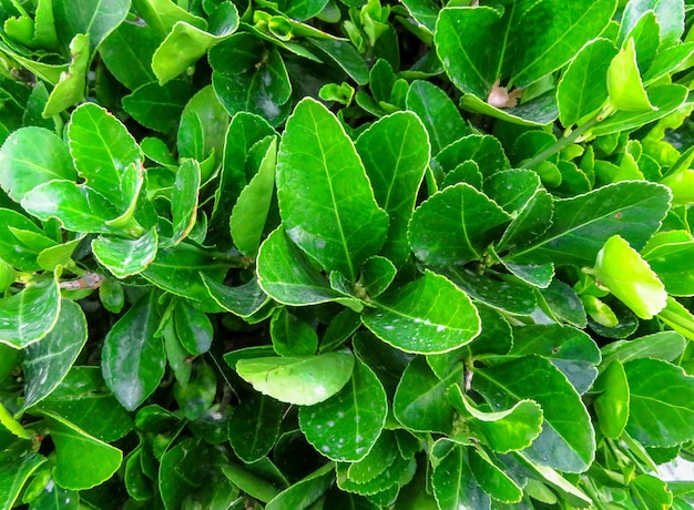 Rimini Green hedge of evergreen bushes