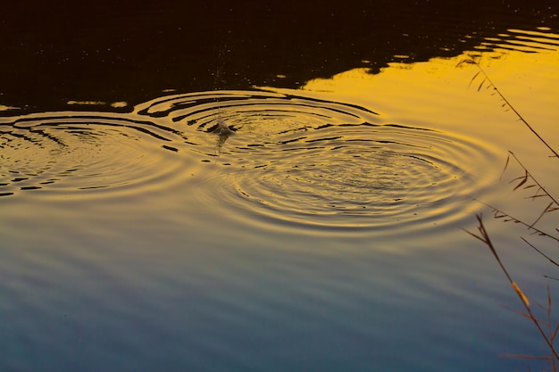 Rimpelingen in de vijver die concentrische cirkels vormen naar de zonsondergang