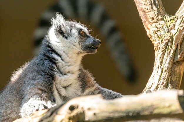 Ring tail Lemur