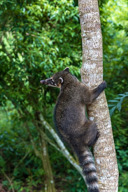 나무에 등반하는 고리 꼬리 coati