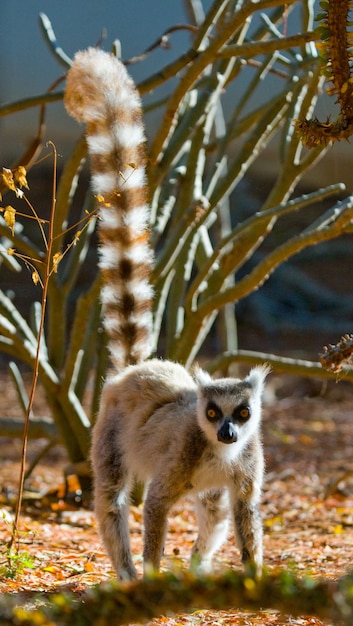 Ring-tailed 여우 원숭이가 지상에 가고 있습니다.