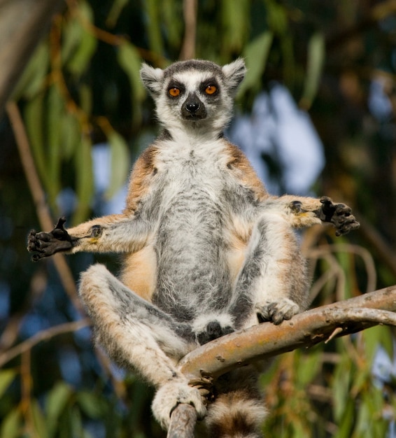 Ring-tailed lemur is sitting on a tree 