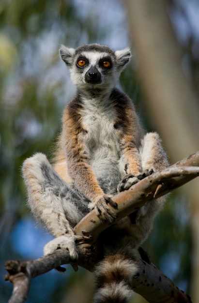 Ring-tailed lemur is sitting on a tree 