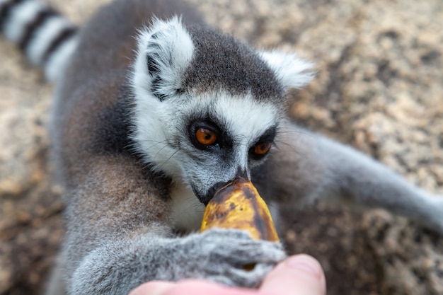 Photo the ring-tailed lemur on a large stone rock eats a banana