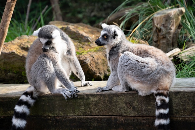 英国ロンドン動物園のオレンジ色の目を持つワオキツネザル