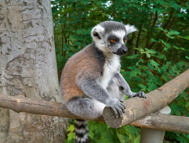 Ring tailed lemur outdoor forest