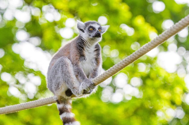 Ring tailed lemur playing on a rope young ring tailed lemur\
green leaves