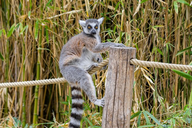 Ring tailed lemur playing on a rope young ring tailed lemur\
green leaves