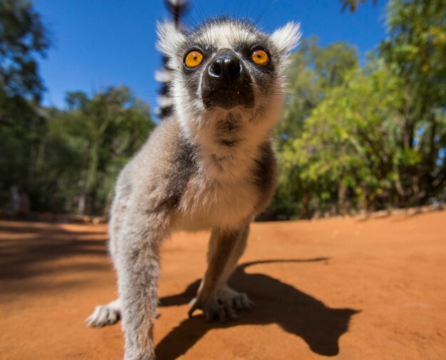 Ring-tailed 여우 원숭이. 초상화. 확대