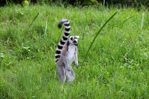 Ring-tailed lemur in the rainforest on the island of Madagascar