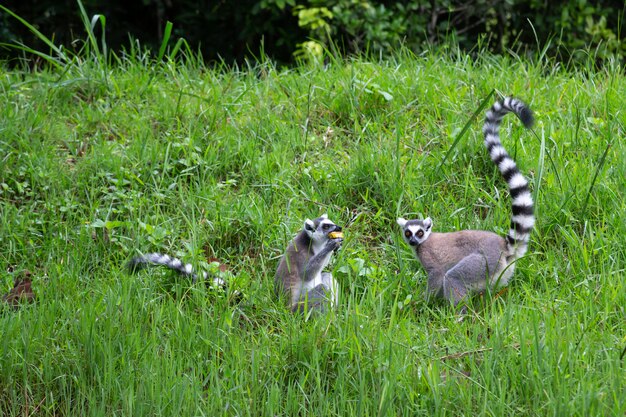 The ring-tailed lemur in the rainforest