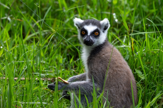 A ring-tailed lemur in the rainforest