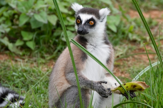 Foto il lemure dalla coda ad anelli, o lemure dalla coda ad anelli, o katta, è la specie più famosa della famiglia dei lemuri. il nome del madagascar per il lemure dalla coda ad anelli è papavero. madagascar, africa